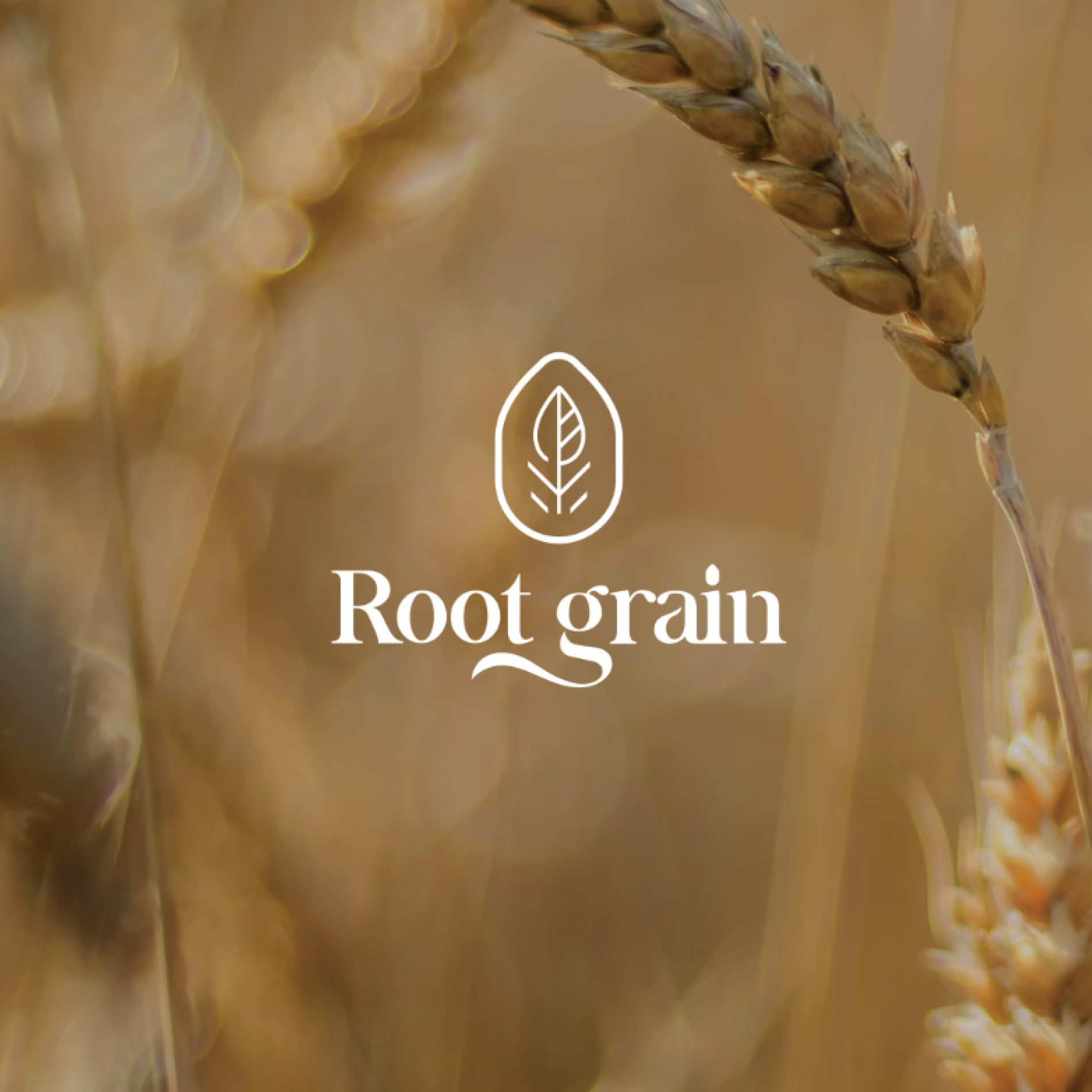 디자인 포트폴리오 Root Grain